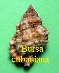 Bursa cubaniana, Orbigny 1842